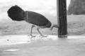 img017.jpeg.small.jpeg