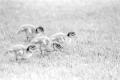 img015.jpeg.small.jpeg