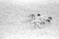 img016.jpeg.small.jpeg