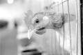 img031.jpeg.small.jpeg