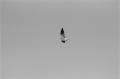 img026.jpeg.small.jpeg