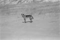img017.jpeg.small.jpeg