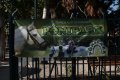 009-img_4380.jpg.small.jpeg