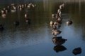 012-img_4387.jpg.small.jpeg