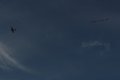 044-img_4776.jpg.small.jpeg