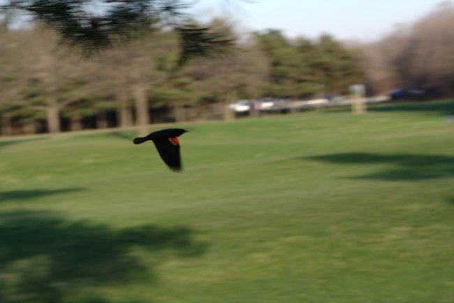 053-img_3004.jpg.medium.jpeg