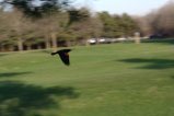 053-img_3004.jpg.small.jpeg