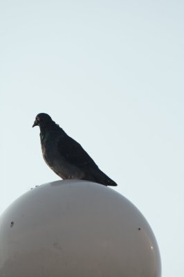 002-img_1533.jpg.medium.jpeg