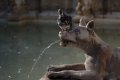009-img_1604.jpg.small.jpeg