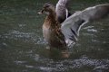 001-img_6923.jpg.small.jpeg