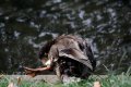 002-img_6929.jpg.small.jpeg