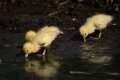 035-img_7187.jpg.small.jpeg