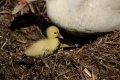 037-img_7205.jpg.small.jpeg