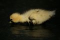 038-img_7215.jpg.small.jpeg