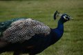 028-img_0631.jpg.small.jpeg