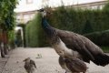 029-img_0636.jpg.small.jpeg