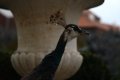 030-img_0643.jpg.small.jpeg