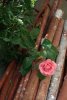 044-img_8521.jpg.small.jpeg